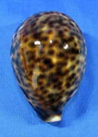 Cypraea tigris